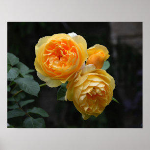 Pôster Rosas Amarelos