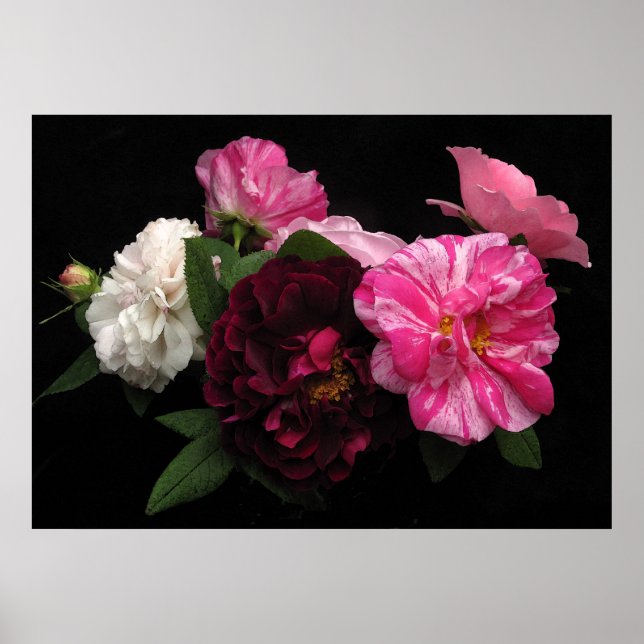 Pôster Rosas Antigos (Frente)