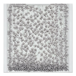 Pôster Rosas brancas A