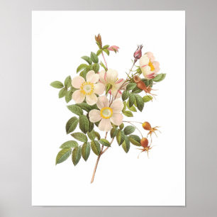 Poster Rosas Brancas Botânicas