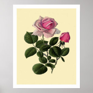 Poster Rosas cor-de-rosa