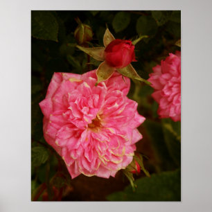 Poster Rosas cor-de-rosa