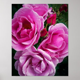 Pôster Rosas cor-de-rosa