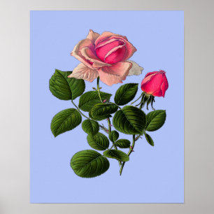 Pôster Rosas cor-de-rosa