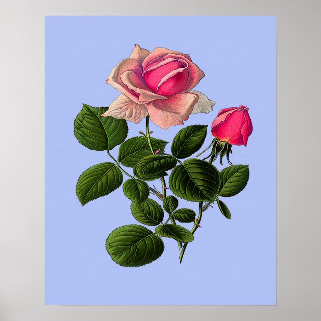 Pôster Rosas cor-de-rosa (Frente)