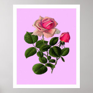 Poster Rosas cor-de-rosa