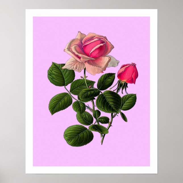 Poster Rosas cor-de-rosa (Frente)