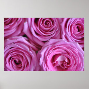 Pôster Rosas cor-de-rosa