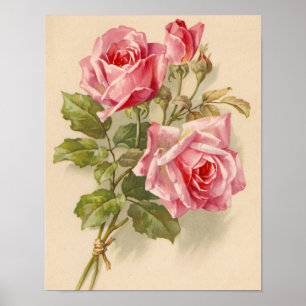 Poster Rosas cor-de-rosa do vintage