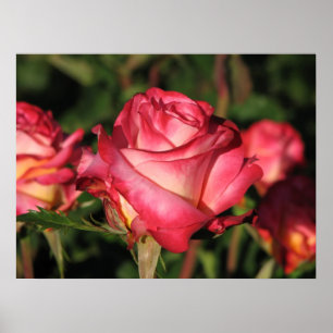 Pôster Rosas de chá híbridos 046 de Granada