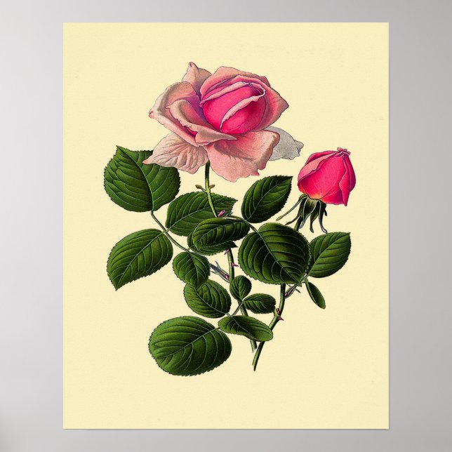 Pôster Rosas de Chá Rosa (Frente)