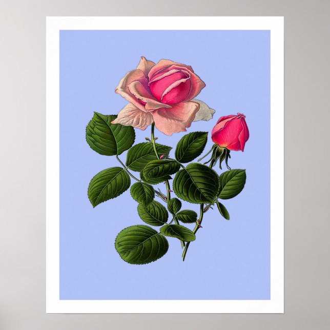 Pôster Rosas de Chá Rosa (Frente)
