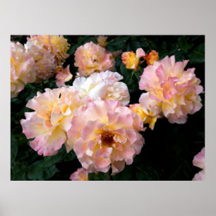 Poster Rosas Flores, Rosas Amarelas Rosa