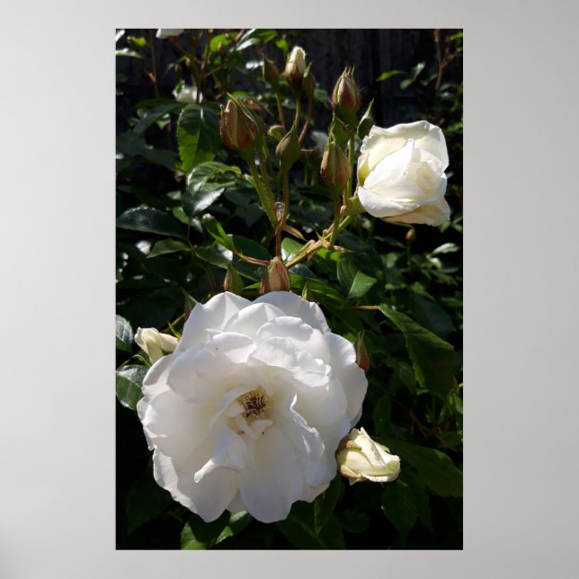 Poster Rosas flores, rosas brancas (Frente)