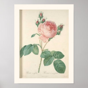Poster Rosas ingleses botânicos do rosa da couve