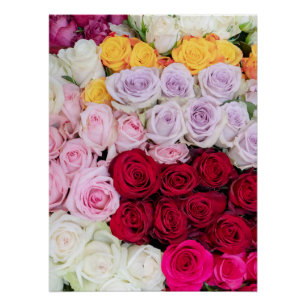 Pôster Rosas Mistas Coloridas