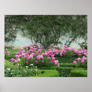 Pôster Rosas Pink Elegantes
