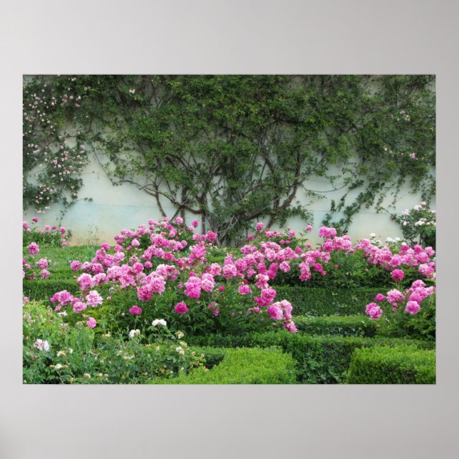 Pôster Rosas Pink Elegantes (Frente)