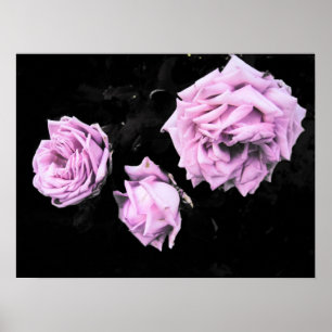 Pôster rosas rosa