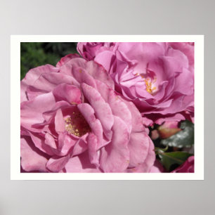 Poster Rosas Rosa Escuro