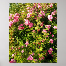 Poster Rosas rosa na floração