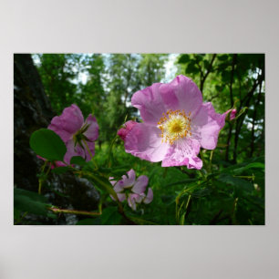 Pôster Rosas Rosa Selvagens no Alasca