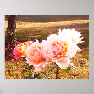 POSTER ROSAS TÊM BELEZA ELEGANTE