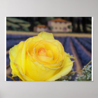 Pôster Rosas Tuscan