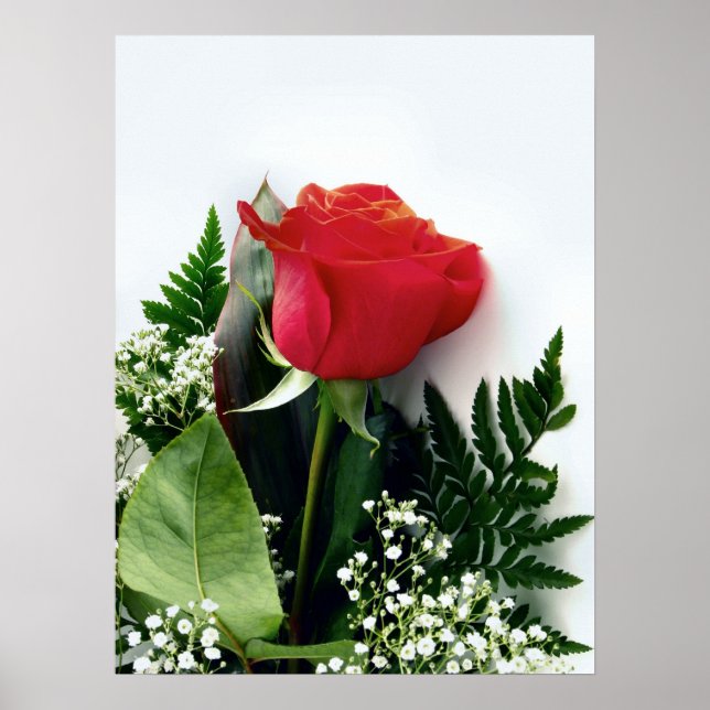 Poster Rosas vermelhas (Frente)