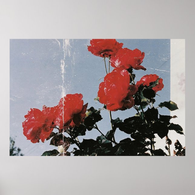Poster Rosas Vermelhas Antigas Contra um Céu Azul (Frente)