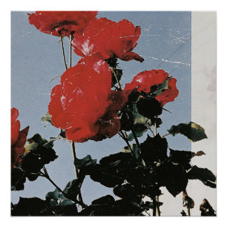 Pôster Rosas Vermelhas Antigas Contra um Céu Azul