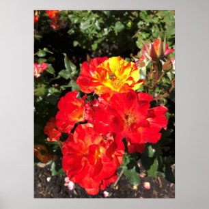 Poster Rosas Vermelhas e Amarelas, Portland, Oregon