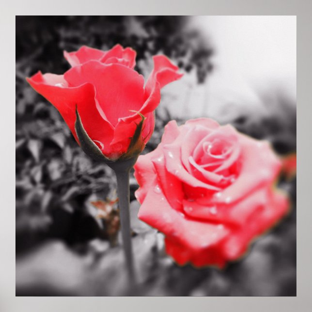 Pôster Rosas vermelhas Vintage (Frente)