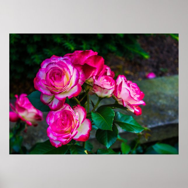 Poster Rosas vermelhos e brancos (Frente)