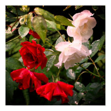 Rosas Vermelhos E Brancos Enrochados