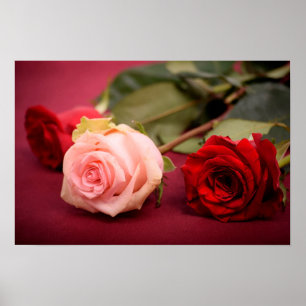 Poster Rosas vermelhos e cor-de-rosa bonitos