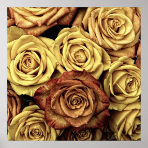 Pôster Rosas Vintage