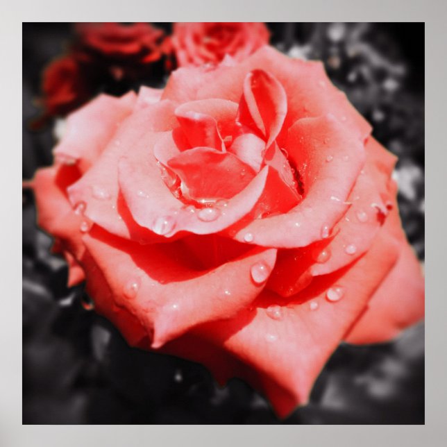 Poster Rosas Vintage (Frente)