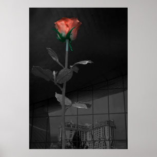 Poster Rose and Reflection, Las Vegas