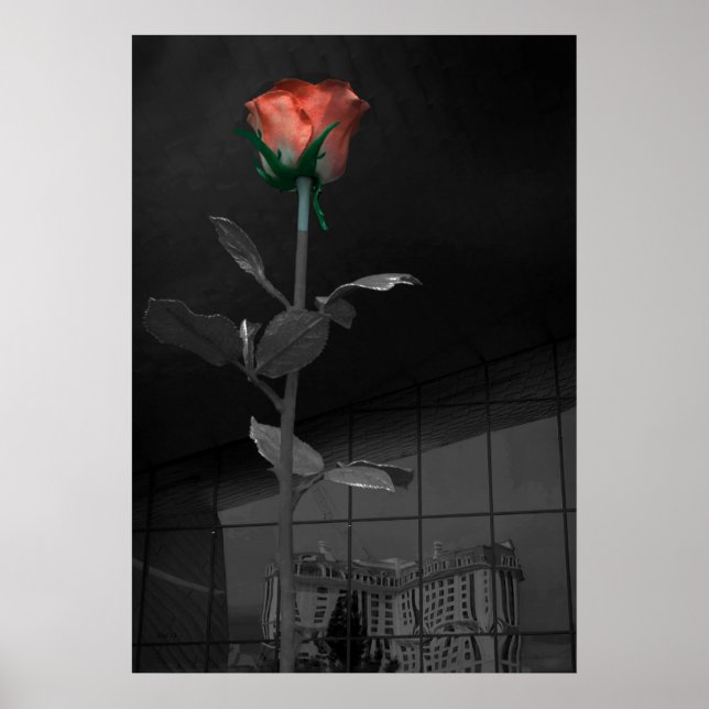 Poster Rose and Reflection, Las Vegas (Frente)