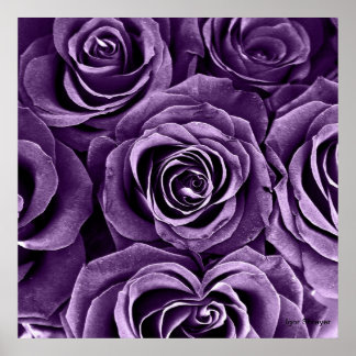 Pôster Rose Bouquet em Purple