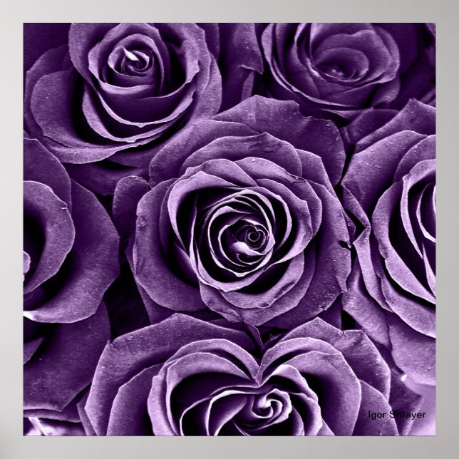Pôster Rose Bouquet em Purple (Frente)