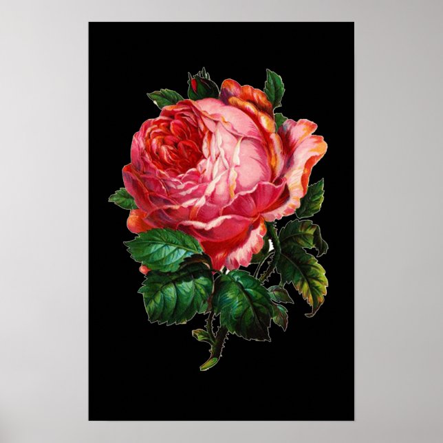 POSTER ROSE DE ROSA LINDA (Frente)