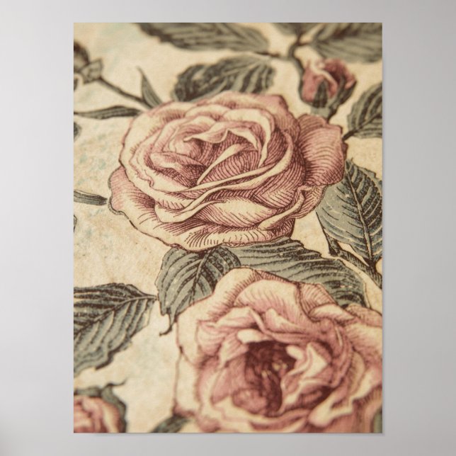 Poster Rose Garden Sketch (Frente)