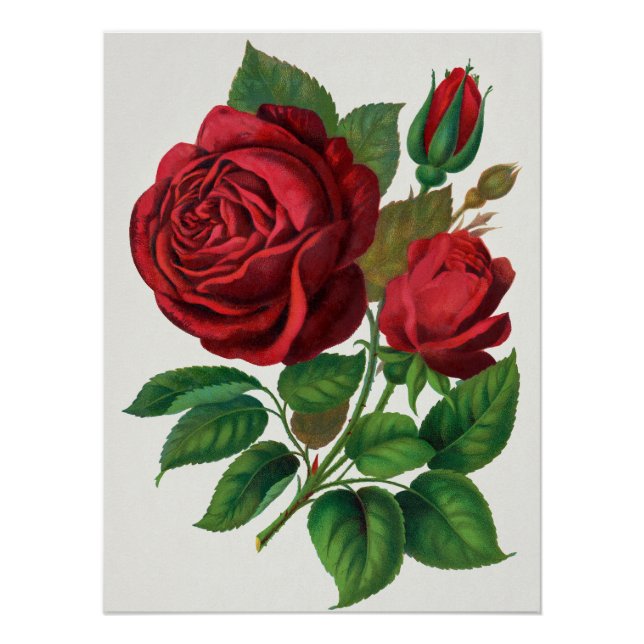 Pôster Rose Print Rochester Lithographing and Printing Co (Frente)
