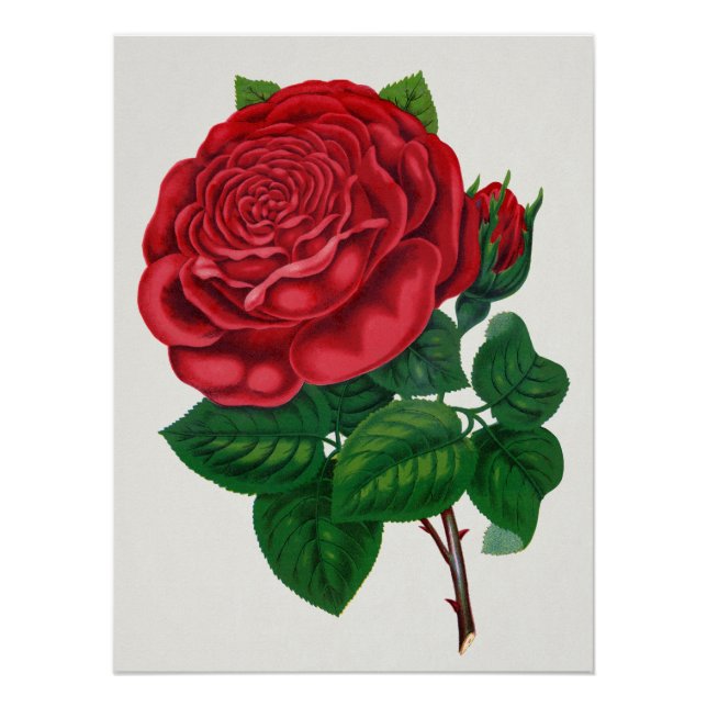 Pôster Rose Print Rochester Lithographing and Printing Co (Frente)