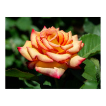 Rose Sonho Realizado