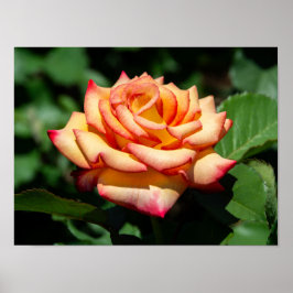 Poster Rose Sonho Realizado