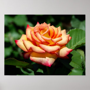 Poster Rose Sonho Realizado