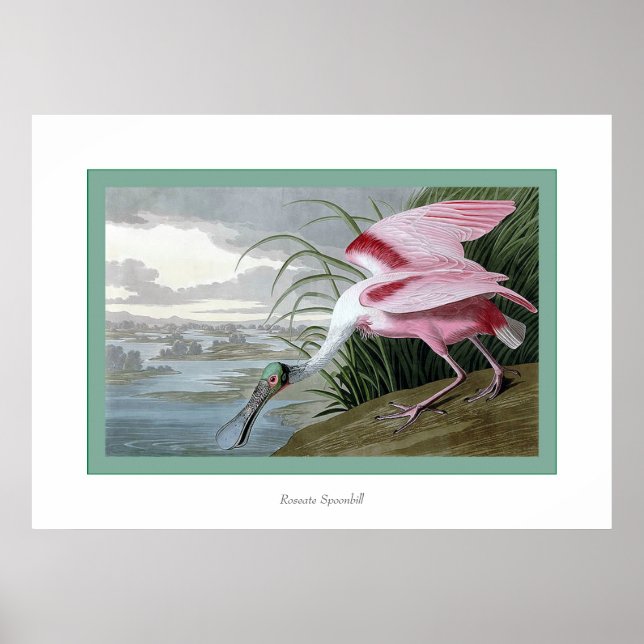 Pôster Roseate Spoonbill (Frente)